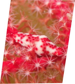 その他の生物画像