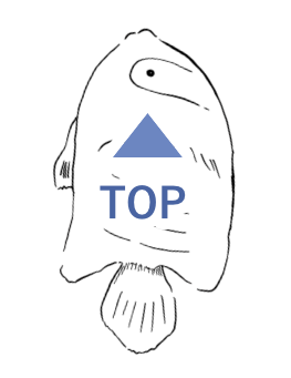 トップに戻るボタン